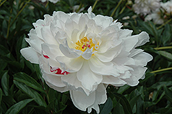 Triomphe de L'Exposition de Lille Peony (Paeonia 'Triomphe de L'Exposition de Lille') at Lakeshore Garden Centres