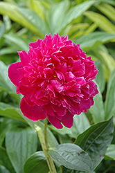 Irwin Altman Peony (Paeonia 'Irwin Altman') at Lakeshore Garden Centres