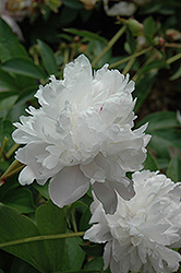 Sarah Carstensen Peony (Paeonia 'Sarah Carstensen') at Lakeshore Garden Centres