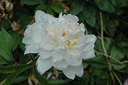 Coronation Peony (Paeonia 'Coronation') at Lakeshore Garden Centres