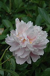 Rosette Peony (Paeonia 'Rosette') at Lakeshore Garden Centres