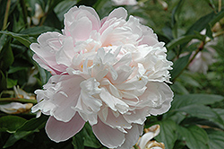 Georgiana Shaylor Peony (Paeonia 'Georgiana Shaylor') at Lakeshore Garden Centres
