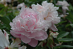 James R. Mann Peony (Paeonia 'James R. Mann') at Lakeshore Garden Centres
