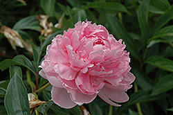Walter Faxon Peony (Paeonia 'Walter Faxon') at Lakeshore Garden Centres