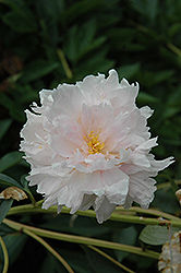 Reine Hortense Peony (Paeonia 'Reine Hortense') at Lakeshore Garden Centres
