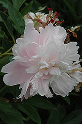 Walter McClelland Peony (Paeonia 'Walter McClelland') at Lakeshore Garden Centres