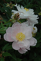 Elisa Peony (Paeonia 'Elisa') at Lakeshore Garden Centres