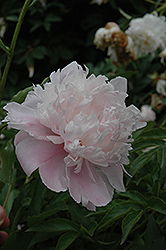 Ruth Brand Peony (Paeonia 'Ruth Brand') at Lakeshore Garden Centres