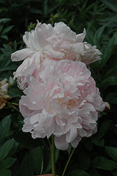 Ella Christiansen Peony (Paeonia 'Ella Christiansen') at Lakeshore Garden Centres