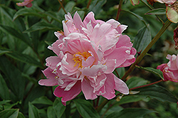 Suzette Peony (Paeonia 'Suzette') at Lakeshore Garden Centres