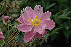 Elfin Pink Peony (Paeonia 'Elfin Pink') at Lakeshore Garden Centres