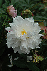 Madame Auguste Dessert  Peony (Paeonia 'Madame Auguste Dessert') at Lakeshore Garden Centres