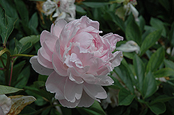 Edwin C. Shaw Peony (Paeonia 'Edwin C. Shaw') at Lakeshore Garden Centres