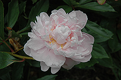 Pride of Essex Peony (Paeonia 'Pride of Essex') at Lakeshore Garden Centres