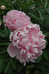Mrs. Livingston Ferrand Peony (Paeonia 'Mrs. Livingston Ferrand') at Lakeshore Garden Centres