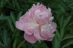 Mabel L. Franklin Peony (Paeonia 'Mabel L. Franklin') at Lakeshore Garden Centres