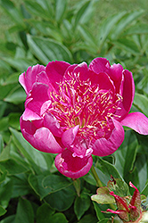 Break O'Day Peony (Paeonia 'Break O'Day') at Lakeshore Garden Centres