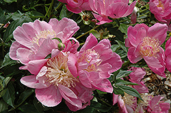 Largo Peony (Paeonia 'Largo') at Lakeshore Garden Centres