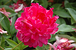 Rachel Peony (Paeonia 'Rachel') at Lakeshore Garden Centres