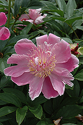 Petite Renee Peony (Paeonia 'Petite Renee') at Lakeshore Garden Centres
