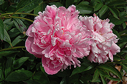 Souvenir de Louis Bigot Peony (Paeonia 'Souvenir de Louis Bigot') at Lakeshore Garden Centres