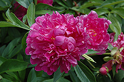Victoire de la Marne Peony (Paeonia 'Victoire de la Marne') at Lakeshore Garden Centres