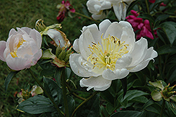 Sagamore Peony (Paeonia 'Sagamore') at Lakeshore Garden Centres