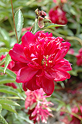 Fujayo Peony (Paeonia 'Fujayo') at Lakeshore Garden Centres