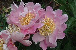Tokio Peony (Paeonia 'Tokio') at Lakeshore Garden Centres