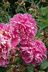 Lamartine Peony (Paeonia 'Lamartine') at Lakeshore Garden Centres