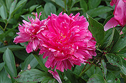 Marquis C. Lagergren Peony (Paeonia 'Marquis C. Lagergren') at Lakeshore Garden Centres