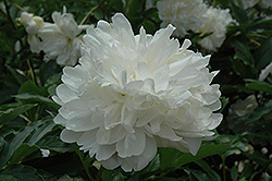 Alsace Lorraine Peony (Paeonia 'Alsace Lorraine') at Lakeshore Garden Centres