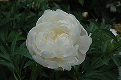 Claude Gelee Peony (Paeonia 'Claude Gelee') at Lakeshore Garden Centres