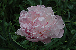 W.F. Christman Peony (Paeonia 'W.F. Christman') at Lakeshore Garden Centres