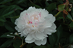 Bertrade Peony (Paeonia 'Bertrade') at Lakeshore Garden Centres
