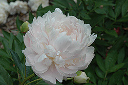 Richard's Perfection Peony (Paeonia 'Richard's Perfection') at Lakeshore Garden Centres