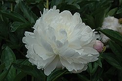 James Boyd Peony (Paeonia 'James Boyd') at Lakeshore Garden Centres