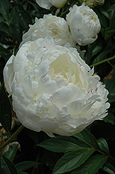 Bayadere Peony (Paeonia 'Bayadere') at Lakeshore Garden Centres