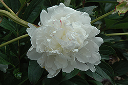 Festiva Peony (Paeonia 'Festiva') at Lakeshore Garden Centres