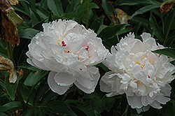 Avalanche Peony (Paeonia 'Avalanche') at Lakeshore Garden Centres