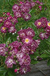 Midnight Blue Rose (Rosa 'Midnight Blue') at Lakeshore Garden Centres