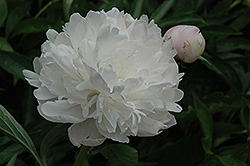 Florence Nightingale Peony (Paeonia 'Florence Nightingale') at Lakeshore Garden Centres