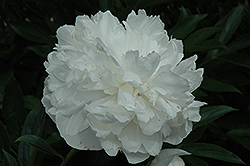 Grace Loomis Peony (Paeonia 'Grace Loomis') at Lakeshore Garden Centres