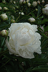 Galathee Peony (Paeonia 'Galathee') at Lakeshore Garden Centres