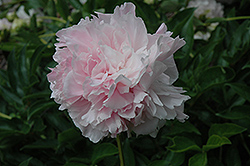 Louisa Brand Peony (Paeonia 'Louisa Brand') at Lakeshore Garden Centres