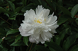 Madelon Peony (Paeonia 'Madelon') at Lakeshore Garden Centres