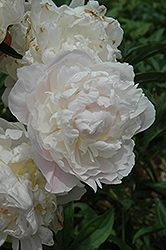 Henry Avery Peony (Paeonia 'Henry Avery') at Lakeshore Garden Centres