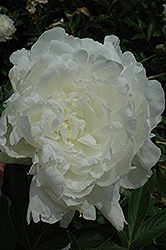 Ann Cousins Peony (Paeonia 'Ann Cousins') at Lakeshore Garden Centres
