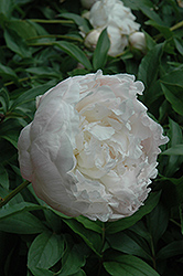 Myrtle Gentry Peony (Paeonia 'Myrtle Gentry') at Lakeshore Garden Centres