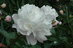 Nick Shaylor Peony (Paeonia 'Nick Shaylor') at Lakeshore Garden Centres